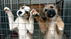 5 Razloga zašto u skloništu ne smijete dati životinju